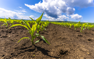 La conductividad eléctrica aparente del suelo como herramienta de apoyo en Agricultura de Precisión