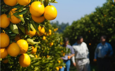 CroppingView®, la herramienta digital de Bayer para apoyar la toma de decisiones en cítricos